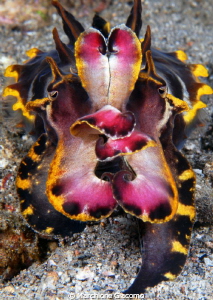 Flamboyant cuttlefish
Nikon D200, 60 micro , twin strobo... by Marchione Giacomo 